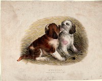 Puppies, Smithsonian National Museum of African Art