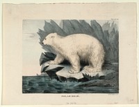 Polar Bear, Smithsonian National Museum of African Art