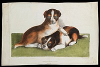 Untitled (Two Puppies)