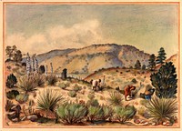 Women Gathering Yucca Plants