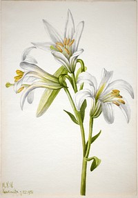 Washington Lily (Lilium washingtonianum) by Mary Vaux Walcott