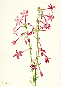 Scarlet Gilia (Gilia aggregata) by Mary Vaux Walcott