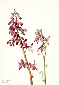 Red Larkspur (Delphinium nudicale) by Mary Vaux Walcott