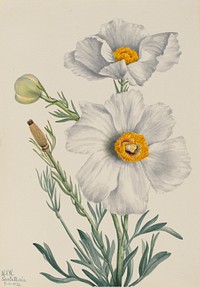 Matilija Poppy (Romneya coulteri) by Mary Vaux Walcott