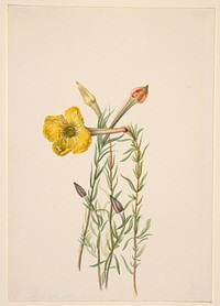 Evening Primrose (Oenothera lavandalaefolia) by Mary Vaux Walcott