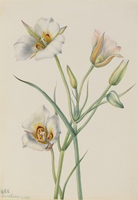 Sego Lily (Calochortus nuttallii) by Mary Vaux Walcott