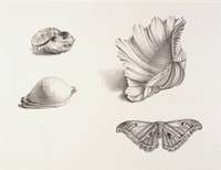 Shells and Moth, Mary Fornance