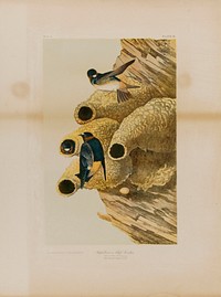 Cliff Swallows, Julius Bien