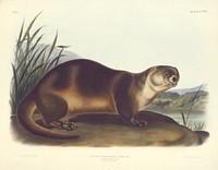Canada Otter (Lutra Canadensis) from the viviparous quadrupeds of North America (1845) illustrated by John Woodhouse Audubon (1812-1862). Original from the Smithsonian National Museum of American History.