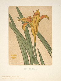 Ipswich Prints: Lily by Arthur Wesley Dow