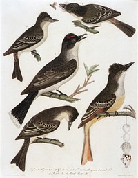 1. Tyrant Flycatcher. 2. Great Crested F. 3. Small Green Crested F. 4. Pe-We F. 5. Wood Pe-We F. (from book, American Orinthology)