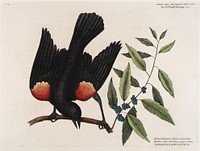 The red Wing'd Starling. The broad leaved candle-berry Myrtle. Print in high resolution by Mark Catesby. Original from the Smithsonian American Art Museum.