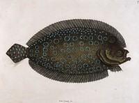 The Sole (Solea lunata & c), print in high resolution by Mark Catesby. Original from the Smithsonian American Art Museum.