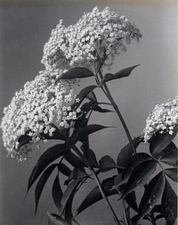 Sambucus Canadensis. Common, Sweet, or American Elder