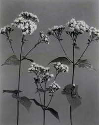 Eupatorium Urticaefolium. White Snakeroot