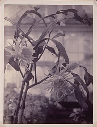 Night-Blooming Cereus, In Bloom