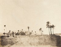 Palms Along the Nile