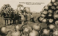 Harvesting a Profitable Crop of Onions in Iowa