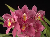 Cymbidium Flower Song 'Spring Dance'