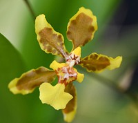 Oncidium planilabre