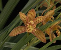 Cymbidium Chen's Ruby 'Gold Tiger'