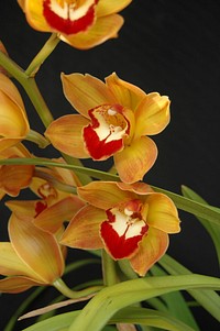 Cymbidium Paddy Mouse 'Orange Swirl'