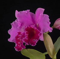 × Rhyncholaeliocattleya Memoria Grant Eichler 'Lenette'