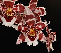 Oncidium Castle Issa 'Hilo Bay'