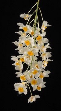 Dendrobium farmeri