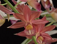 × Gastrophaius Micro Burst 'Wild Thing'