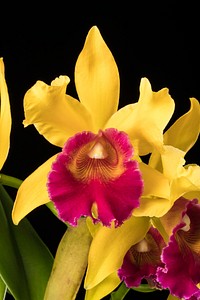 × Rhyncholaeliocattleya Gladys Oumae 'Roy'