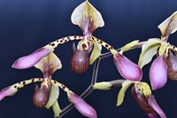 Paphiopedilum lowii ('Uncle Frank' × 'Suzanne')