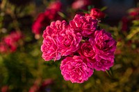 Rosa 'KORpurlig' Purple Rain