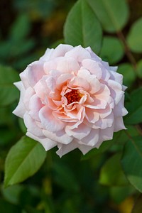 Rosa 'Unknown'