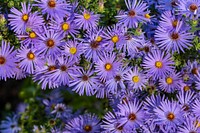 Symphyotrichum dumosum 'Wood's Purple'