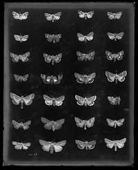 Moth Specimens