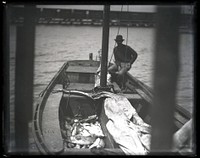 United States Fish Commission Survey of Fisheries Along the Albemarle Sound, North Carolina, 1881