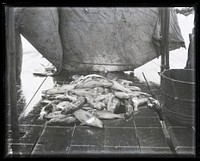 United States Fish Commission Survey of Fisheries Along the Albemarle Sound, North Carolina, 1881