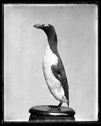 Mounted Model of a Great Auk