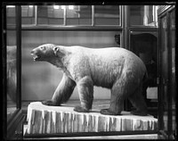 Mounted Model of a Polar Bear