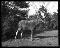 Study Specimen for Taxidermy Moose Group