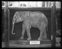 Mount of African Elephant "Mungo"