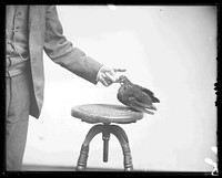 Live Bird Specimen on Stool