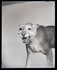 Taxidermy Mount of Cougar