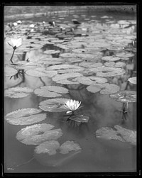 U.S. Fish Commission Hatchery Ponds