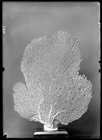 Fan Coral Specimen