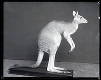 Model of Kangaroo