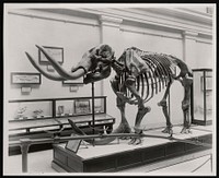 Vertebrate Fossil Exhibit, Division of Paleontology, Natural History Building - Mastodon