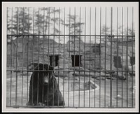 National Zoological Park, Bear