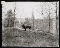 National Zoological Park, American Bison